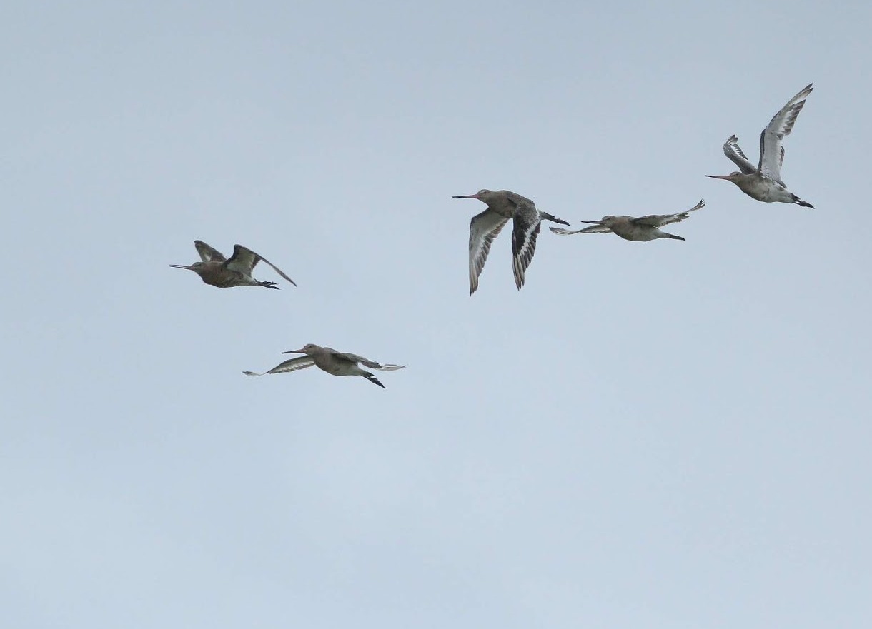 Black-tailed Godwits