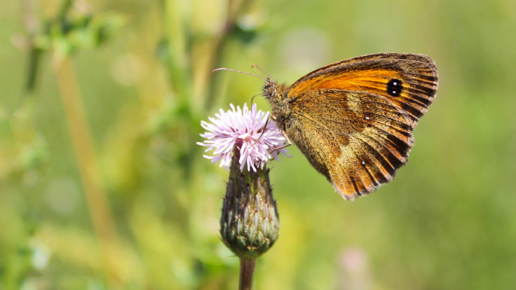 Gatekeeper