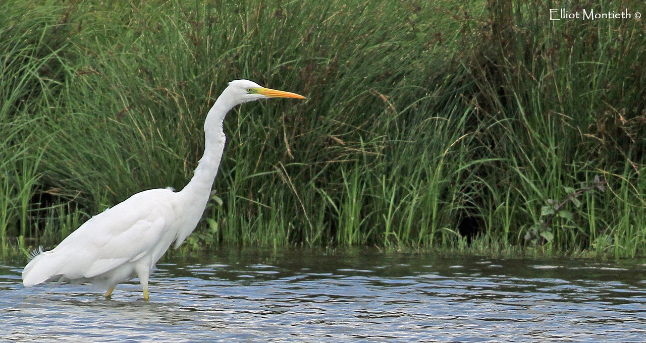 Great Egret at Rutland Water