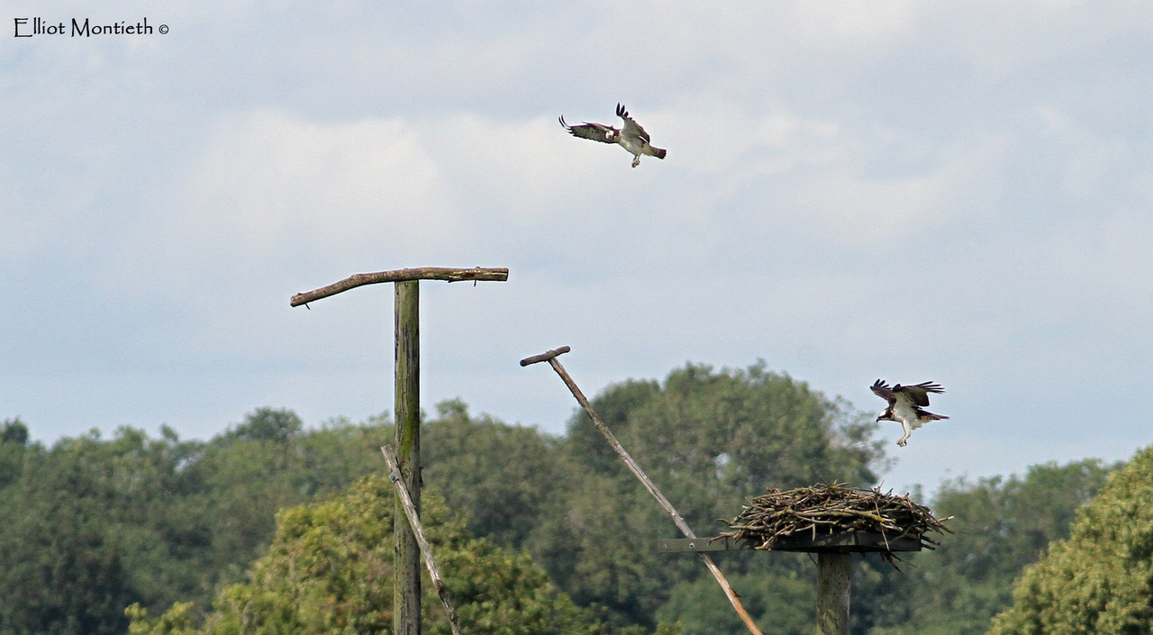 Western Ospreys at Rutland Water