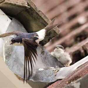 House Martin and Chick