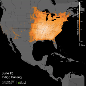 visualised distribution of Indigo Bunting