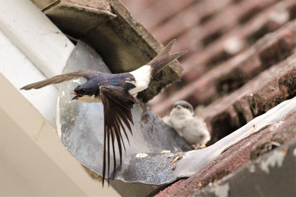 House Martin and Chick