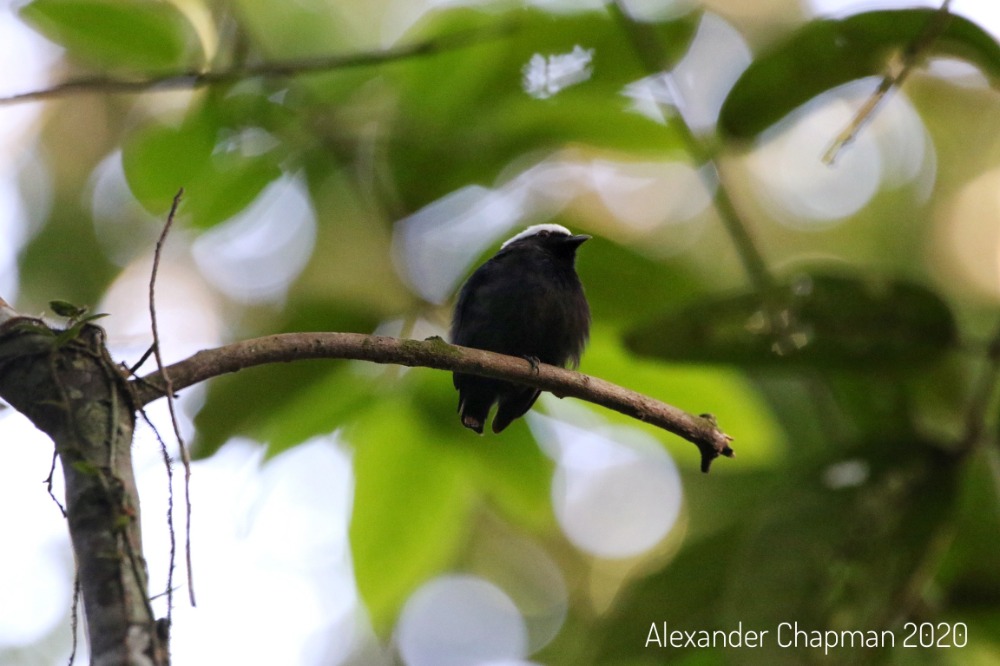 White-crowned Manakin