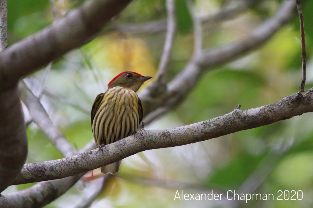 Kinglet Manakin