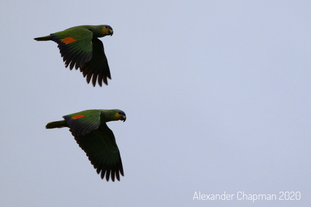 Orange Winged Parrots