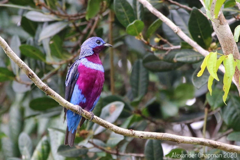 Male Banded Cotinga 