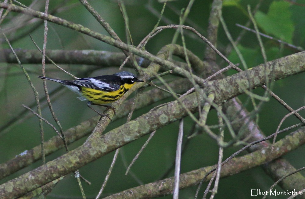 Magnolia Warbler