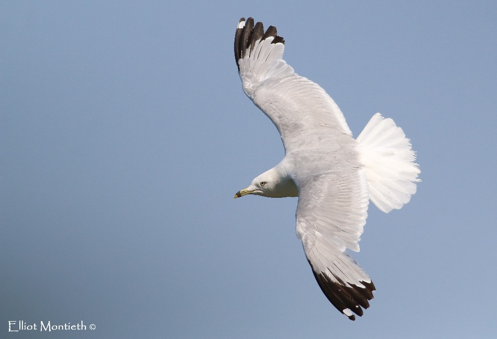 Ring-billed Gull