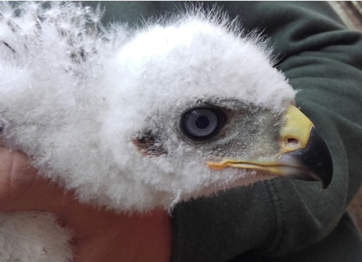 Goshawk Ringing 