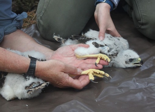 Goshawk Ringing 