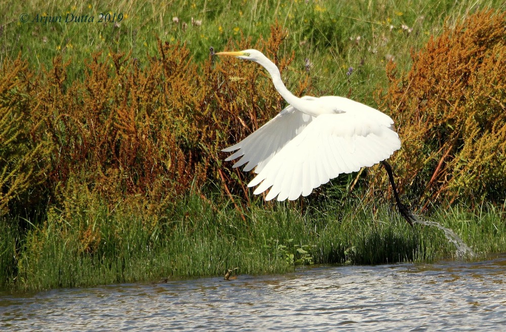 Great White Egret