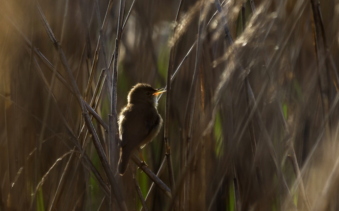 Singing male Reed Warbler