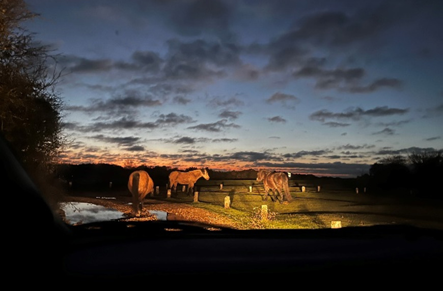 Wild ponies in the New Forest
