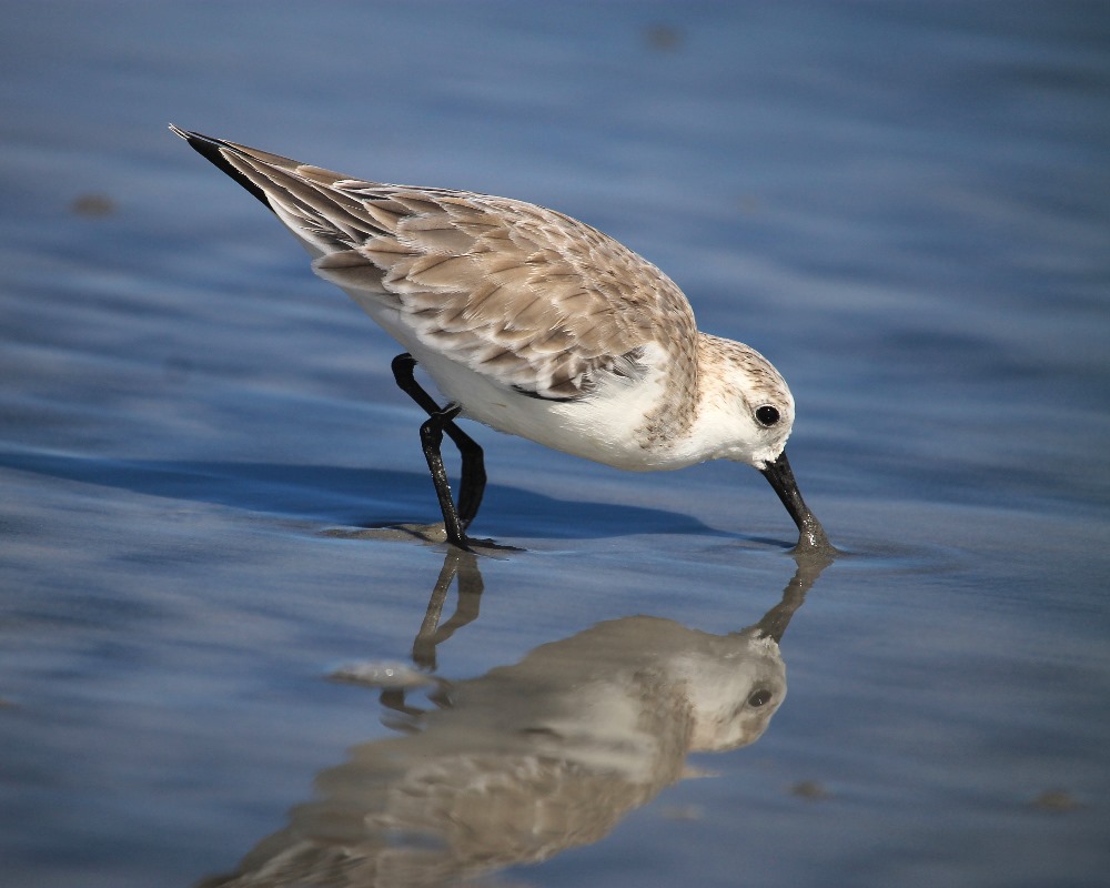  Reflection shorebird