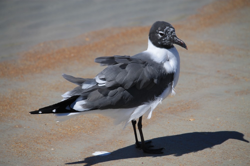  Ruffled Seagull
