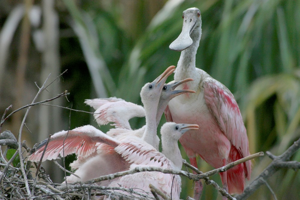 Roseate Spoonbill feeding her young