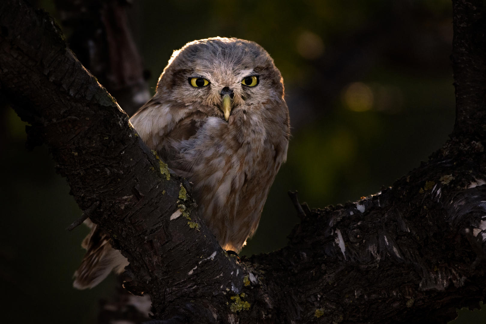 Little Owl focused at a potential meal by Ariel Fields