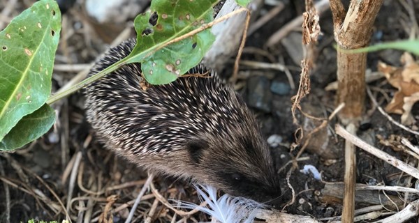 Hedgehog 