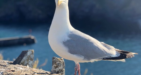 Seagull