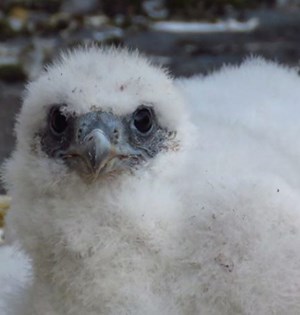 Peregrine Falcon Chick at Winchester Cathedral
