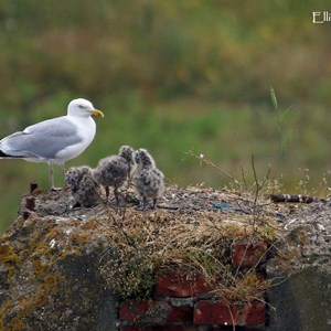 European Herring Gull