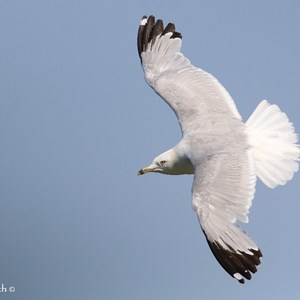 Ring-billed Gull