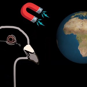 Pigeon Navigation