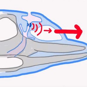 Cetacean communication