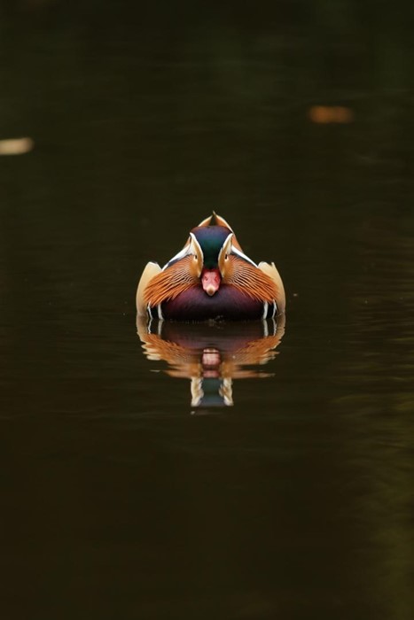 Mandarin Duck reflection - Photo: Tommy Saunders