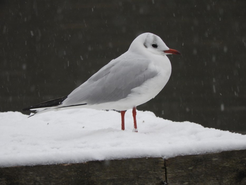 Snowy Seagull: James McCulloch - aged 17