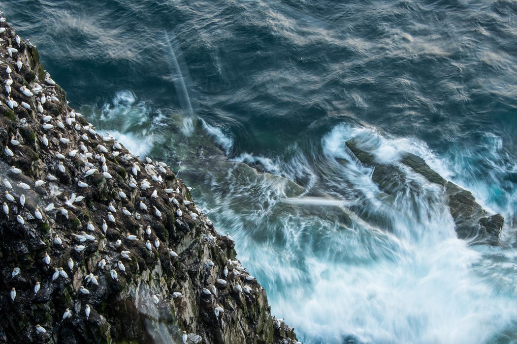 Breeding with views to the rough sea - Carlos Pérez