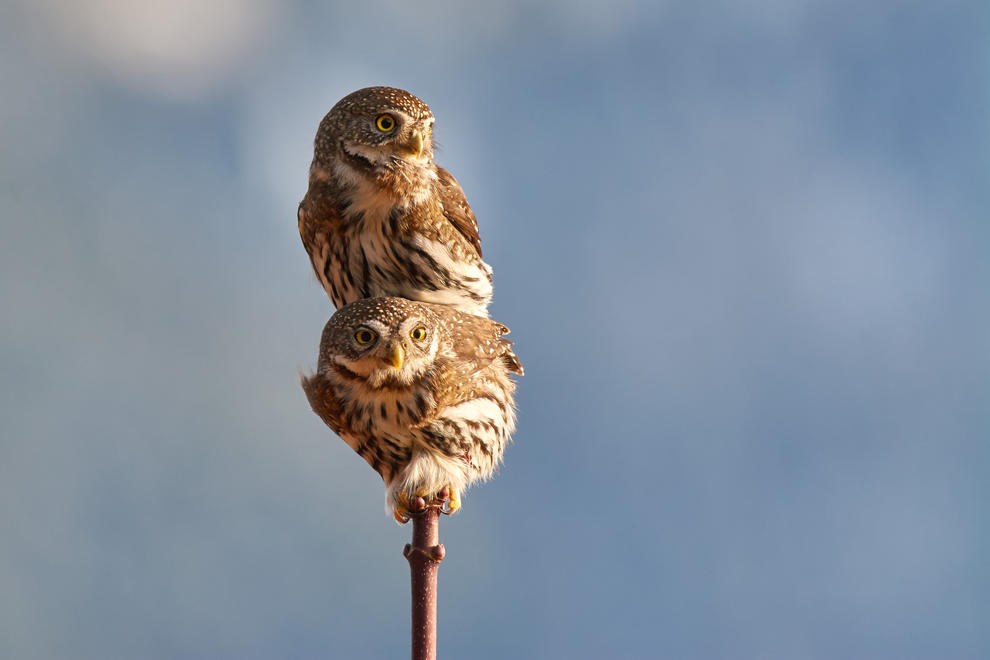 Northern Pygmy Owls Mating by Josiah Launstein