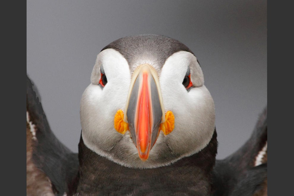 Icelandic Puffin by James Welch