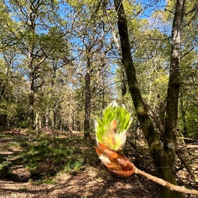 Spring is appearing in the sights and sounds around Cameron’s Cottage
