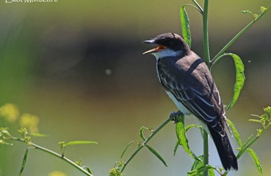 Eastern Kingbird