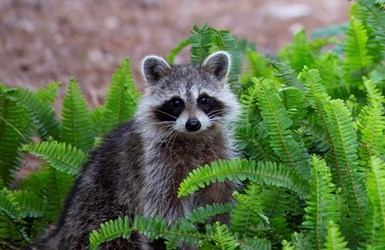 1st Margaret Fykes - Raccoon