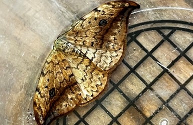 A Moth
