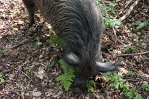Impact of Iron-Age pig rooting 
