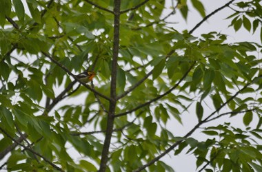 Blackburnian Warbler