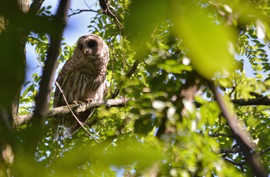 Barred Owl