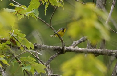 Canada Warbler 