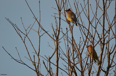 Cedar Waxwing