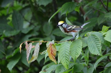 Chesnut-sided Warbler 