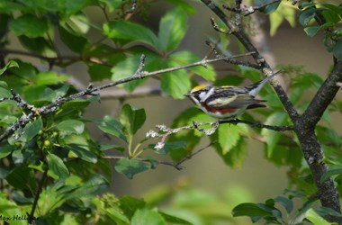 Chesnut-sided Warbler