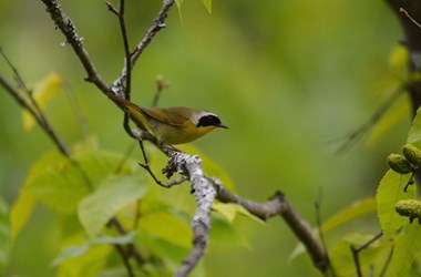 Common Yellowthroat