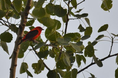 Scarlet Tanager