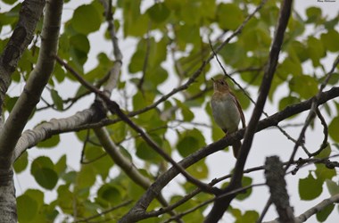 Veery