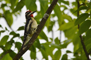 Yellow Bellied Sapsucker