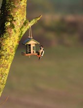 Bird Feeder